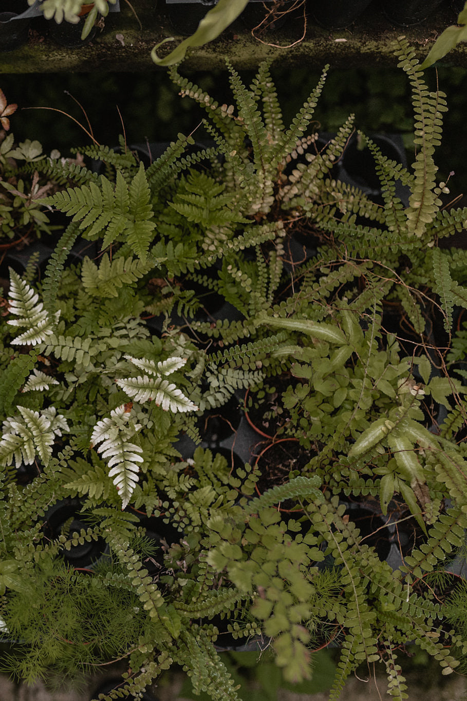 Plant Scene